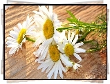 Bukiecik, Rumianków, Ławka, Światło