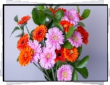 Kwiaty, Bukiet, Gerbery