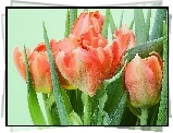 Bukiet, Jasno, Pomarańczowych, Tulipanów