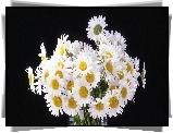 Bukiet, Margerytki