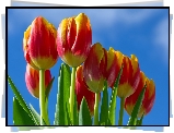 Bukiet, Tulipanow