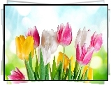Bukiet, Tulipanow