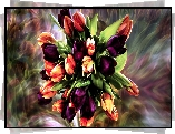 Tulipany, Bukiet, Grafika