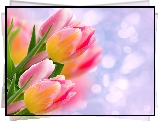 Tulipany, Bukiet, Rozmycie