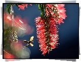 Callistemon, Kwiatostan, Osa, Makro