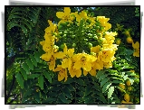 Cassia, Leptophylla, Kwiat, Zbliżenie