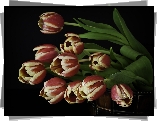 Ceberek, Tulipany