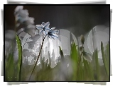 Cebulica Syberyjska, Bokeh, Makro