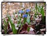 Cebulica Syberyjska, Niebieskie, Kwiatki, Liście, Wiosna