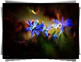 Cebulica, Syberyjska, Niebieskie, Kwiaty