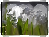 Cebulice Syberyjskie, Kwiaty, Bokeh, Makro