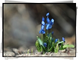 Cebulice Syberyjskie, Niebieskie, Kwiaty, Wiosna