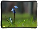 Cebulice Syberyjskie, Niebieskie, Kwiaty, Wiosna