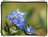 Cebulice Syberyjskie, Niebieskie, Kwiaty