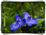 Chabrowe, Kwiatki, Żółte, Pręciki, Trawa, Tradescantia subaspera, Rodzina, Komelinowate