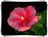 Kwiat, Hibiskus