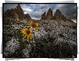 Góry, Dolomity, Skały, Żółte, Kwiaty, Chmury, Masyw Tre Cime di Lavaredo, Włochy