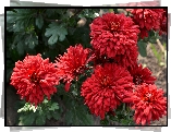 Czerwona, Chryzantema, Zaduszki