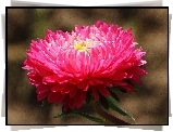 Aster