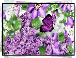 Bez, Clematis, Motyl