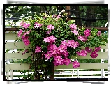 Clematis, Pnące, Kwiaty, Płot