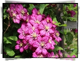 Clematis, Różowe, Kwiaty, Płot, Liście, Lato