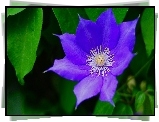 Clematis, Liście