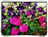 Róże, Clematis, Murek