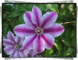 Clematis