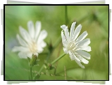 Biała, Cykoria, Kwiaty