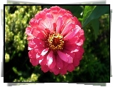 Cynia