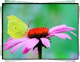 Motyl, Cytrynek,  Gerbera