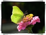 Motyl, Cytrynek, Kwiat
