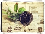 Czarna, Róża