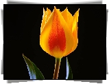 Żółty, Tulipan, Czarne, Tło