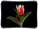 Tulipan, Czarne, Tło