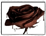 Czekoladowa, Róża