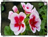 Biało, Czerwona, Pelargonia