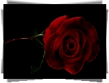 Czerwona, Róża, Grafika, Czarne tło