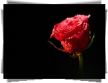 Czerwona, Róża, Rosa, Czarne tło