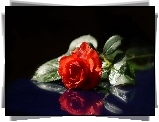 Gałązka, Czerwona, Róża