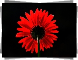 Czerwona, Gerbera