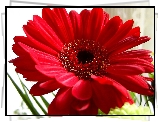 Czerwona, Gerbera