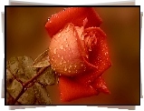 Czerwona, Róża, Krople, Deszczu