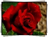 Czerwona, Róża, Krople, Makro