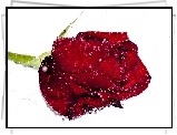 Czerwona, Róża, Krople, Rosy