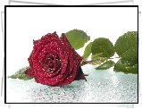 Czerwona, Róża, Krople, Wody