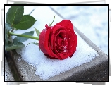 Czerwona, Róża, Kwiat, Śnieg