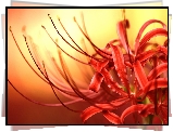 Kwiat, Czerwona pajęcza lilia, Lycoris, Czerwone, Płatki, Makro