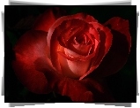 Piękna, Czerwona, Róża